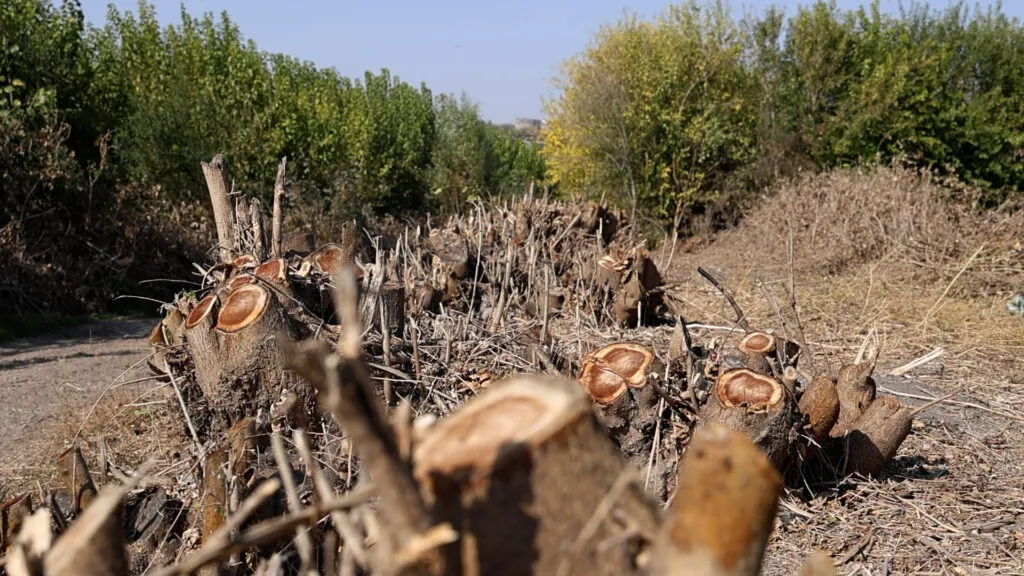 Şaredariya Amedê: Em ê ji bo Hewselê berpirsiyariya xwe bicih bînin