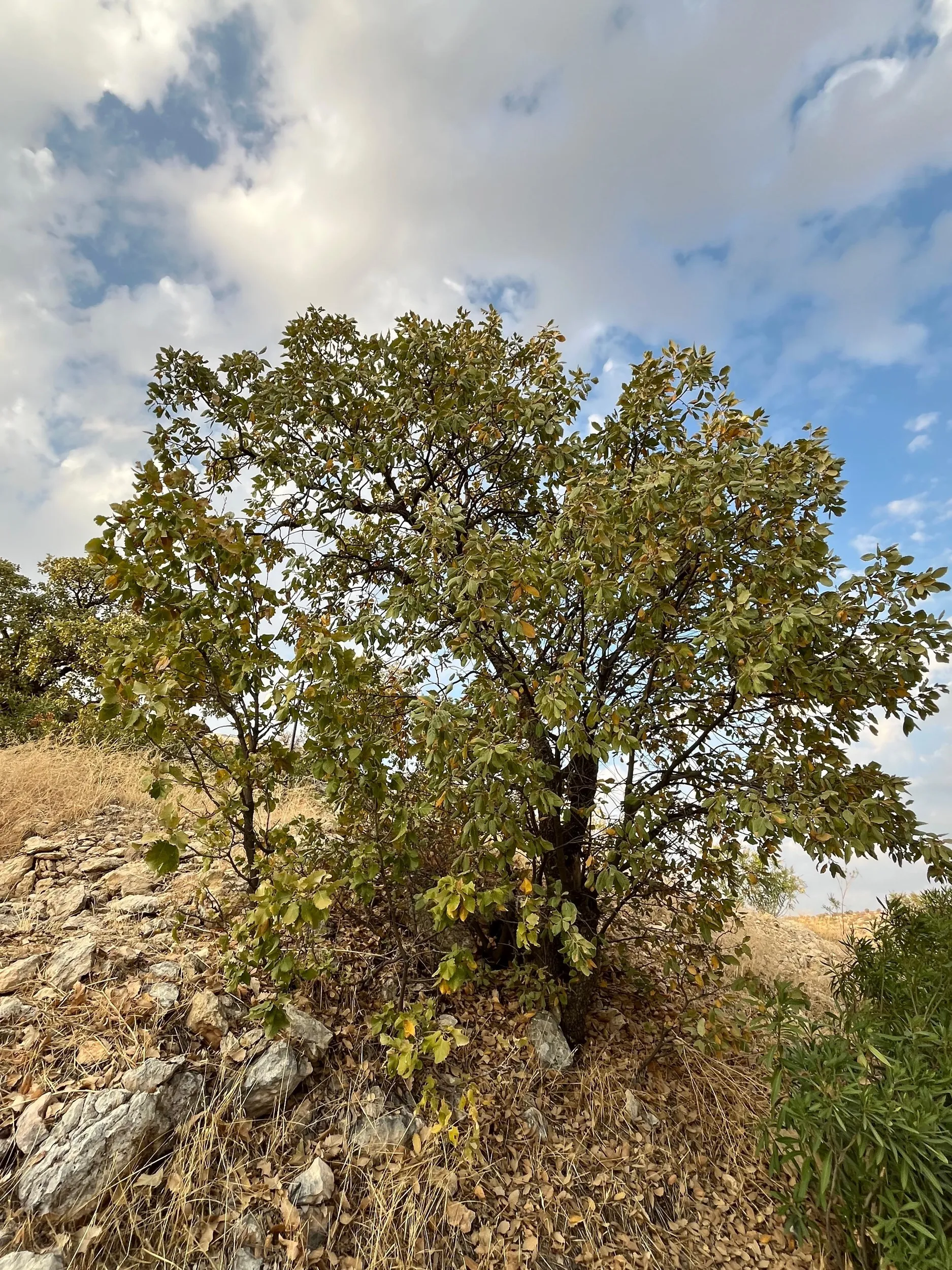 Dê 2 milyon şitlên berûyê bên çandin