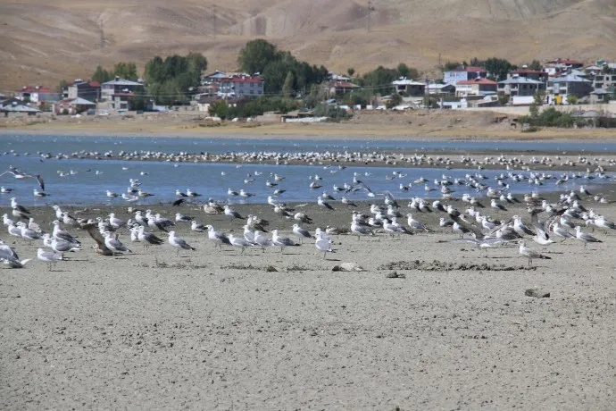 Golên Arçek û Sixkeyê "Bihûşta Çûkan" tê tunekirin