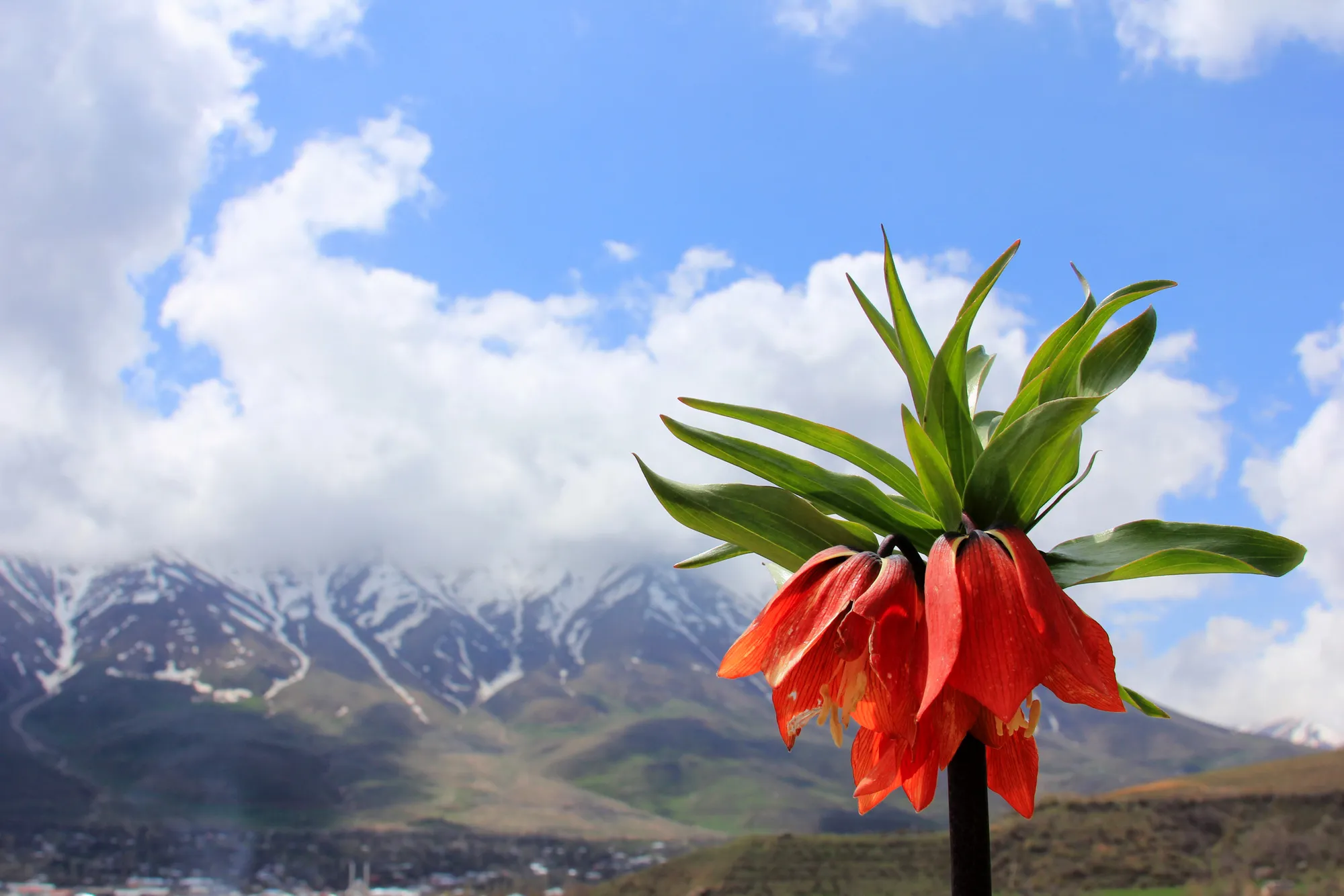 Nivîskar û helbestvanekî bîreweriyê