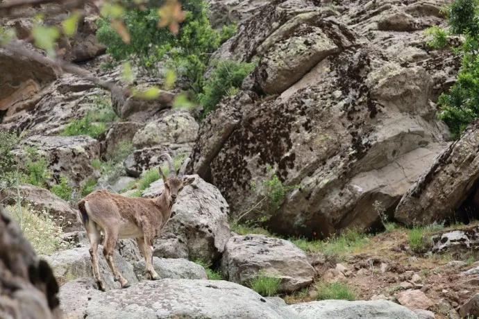 Gel diparêze nêçîrvan dikujin!