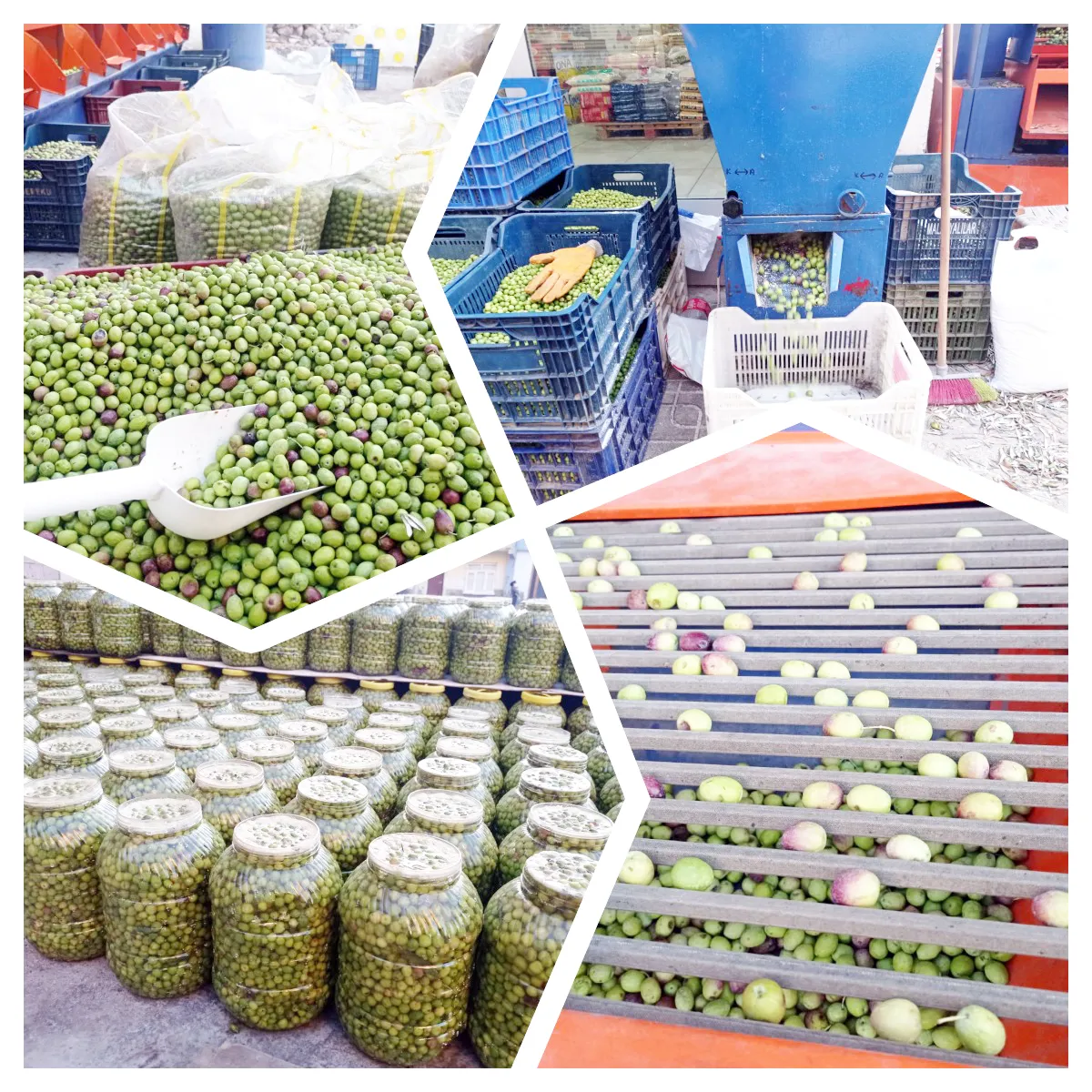 Zeytûn li darê 30 lîra li bazarê 70 lîra ye