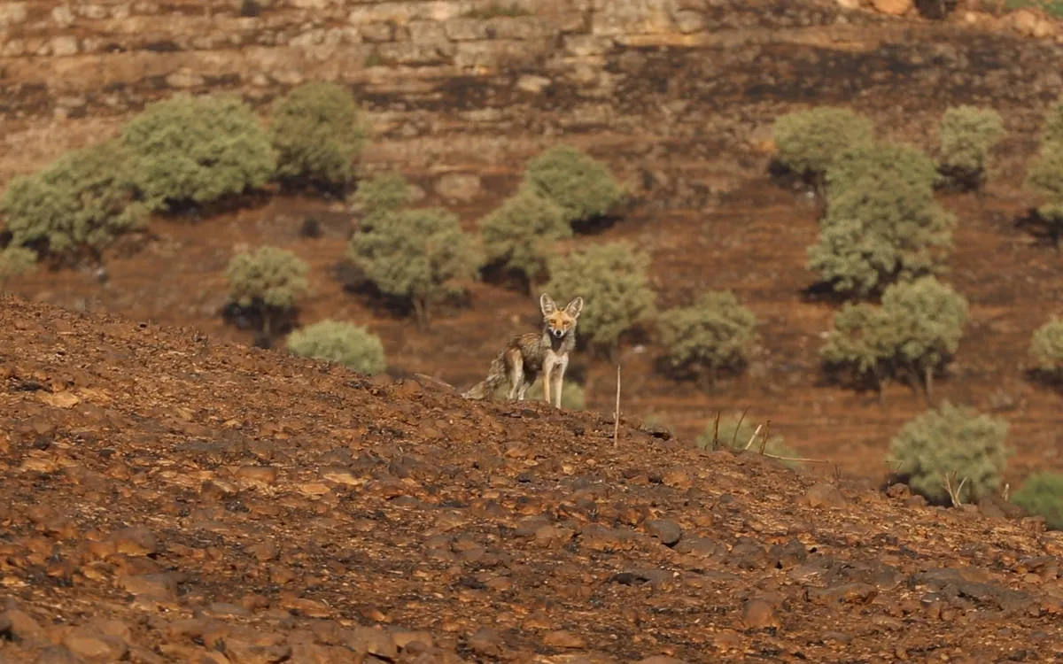 Şewatê Kurdistanî
