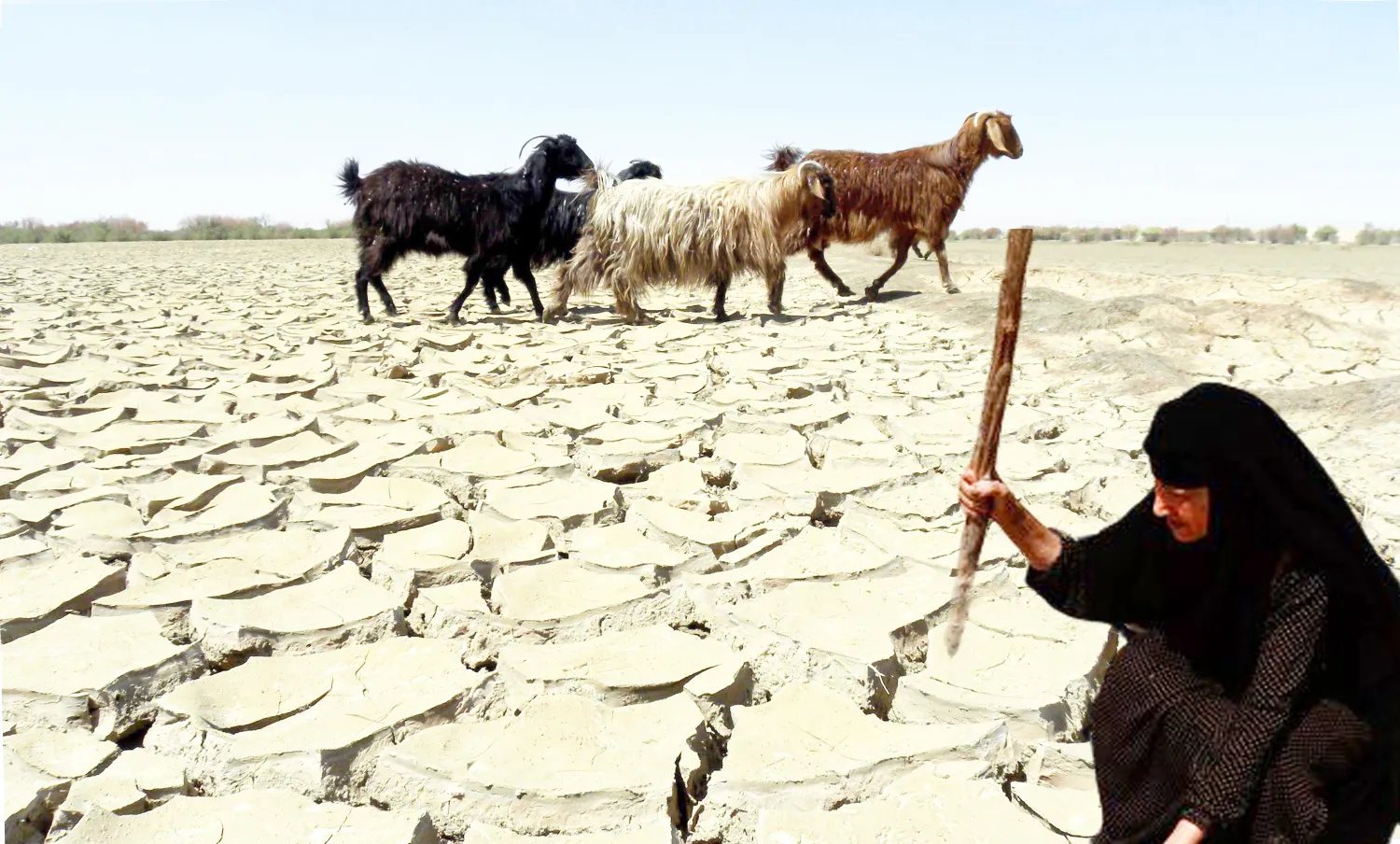 Tîbûn ji çekan kujertir e