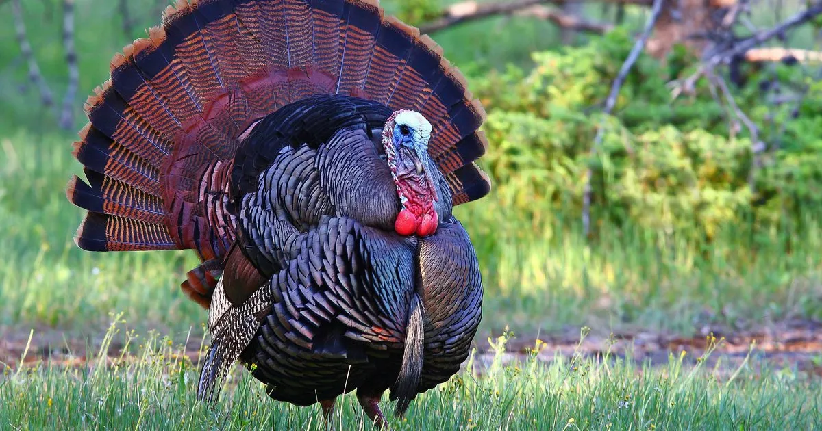 Elokê mezhebê me guhert