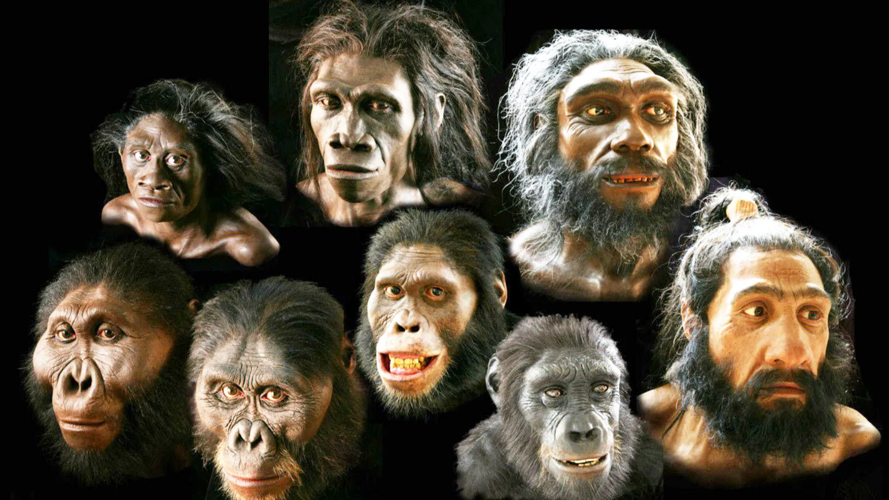 Însan cisn ra heywan o