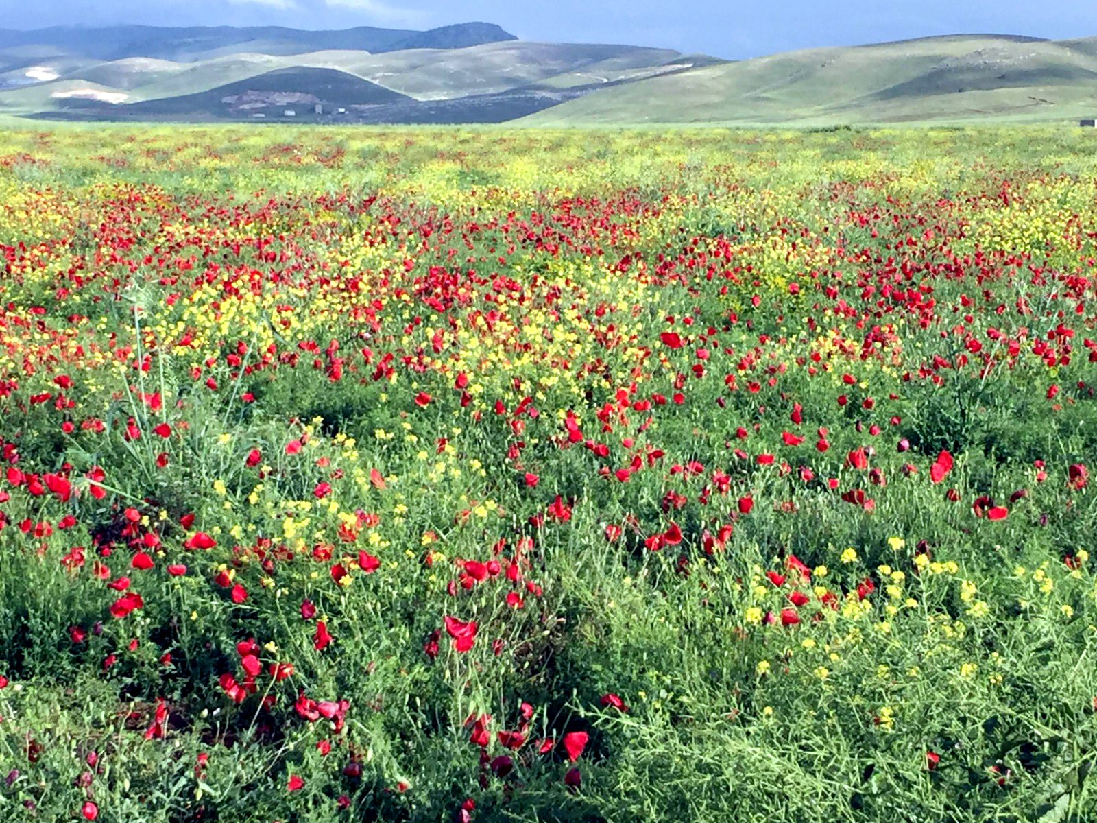 Nûjiyana xweza, mirov û bihara welat
