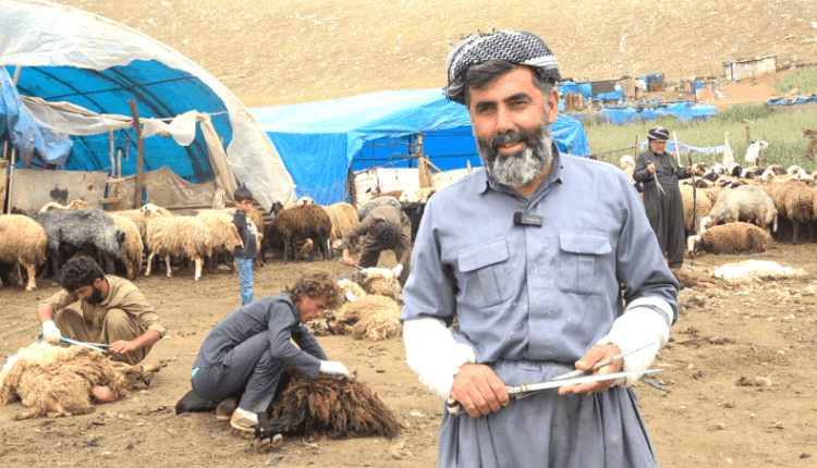 Şivanên Seyîdsadiq dest bi birîna pez kirin 