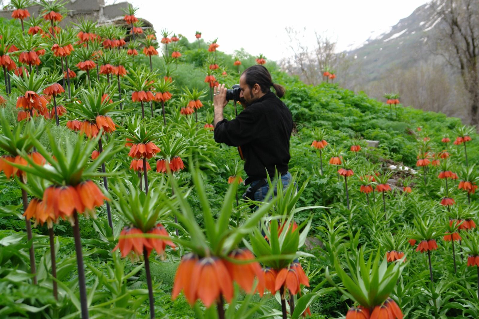 Kurdistan Herbaryûma rîvekan e 