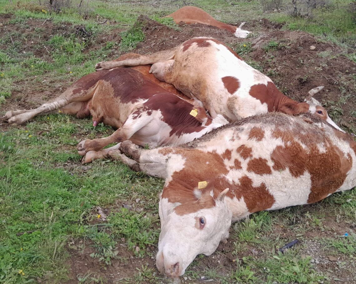 Xemsariya DEDAŞê 4 çêlek kuştin