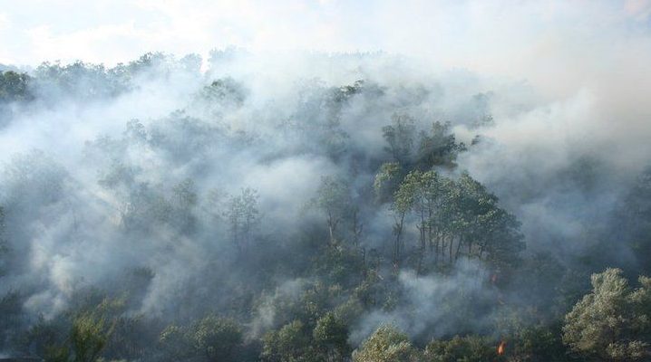 Ev 4 roj in daristana Dêrsimê dişewite
