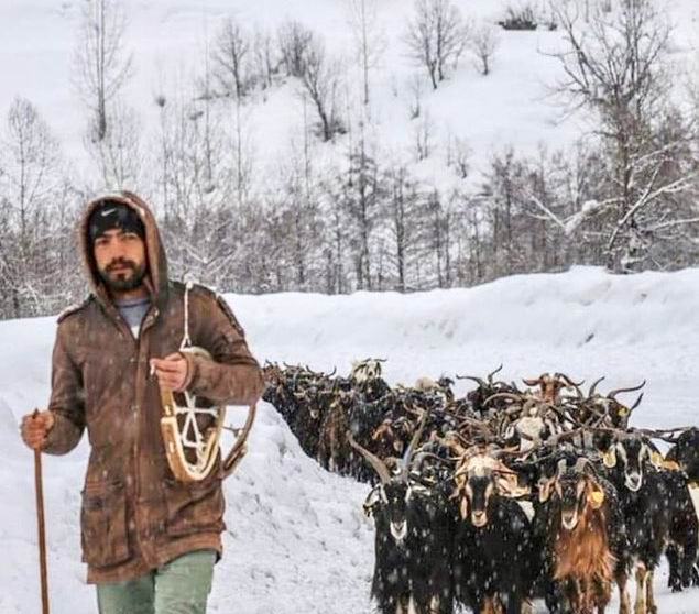 Yildiz beriya ku were kuştin şopandine û gef lê xwarine