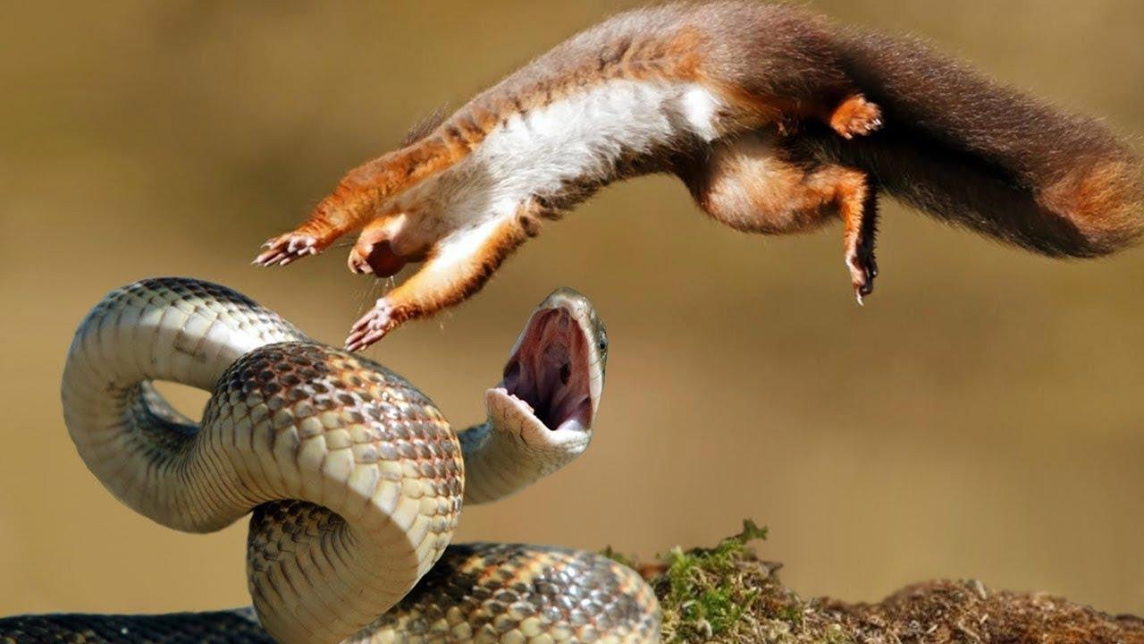 Di malê de mişk heye