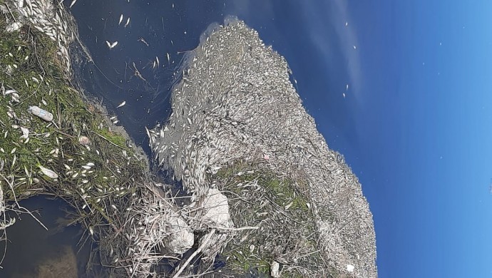 Li Çemê Dîcleyê mirina komikî ya masiyan