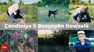 Piyase - Çandiniya li Bexçeyên Hewselê