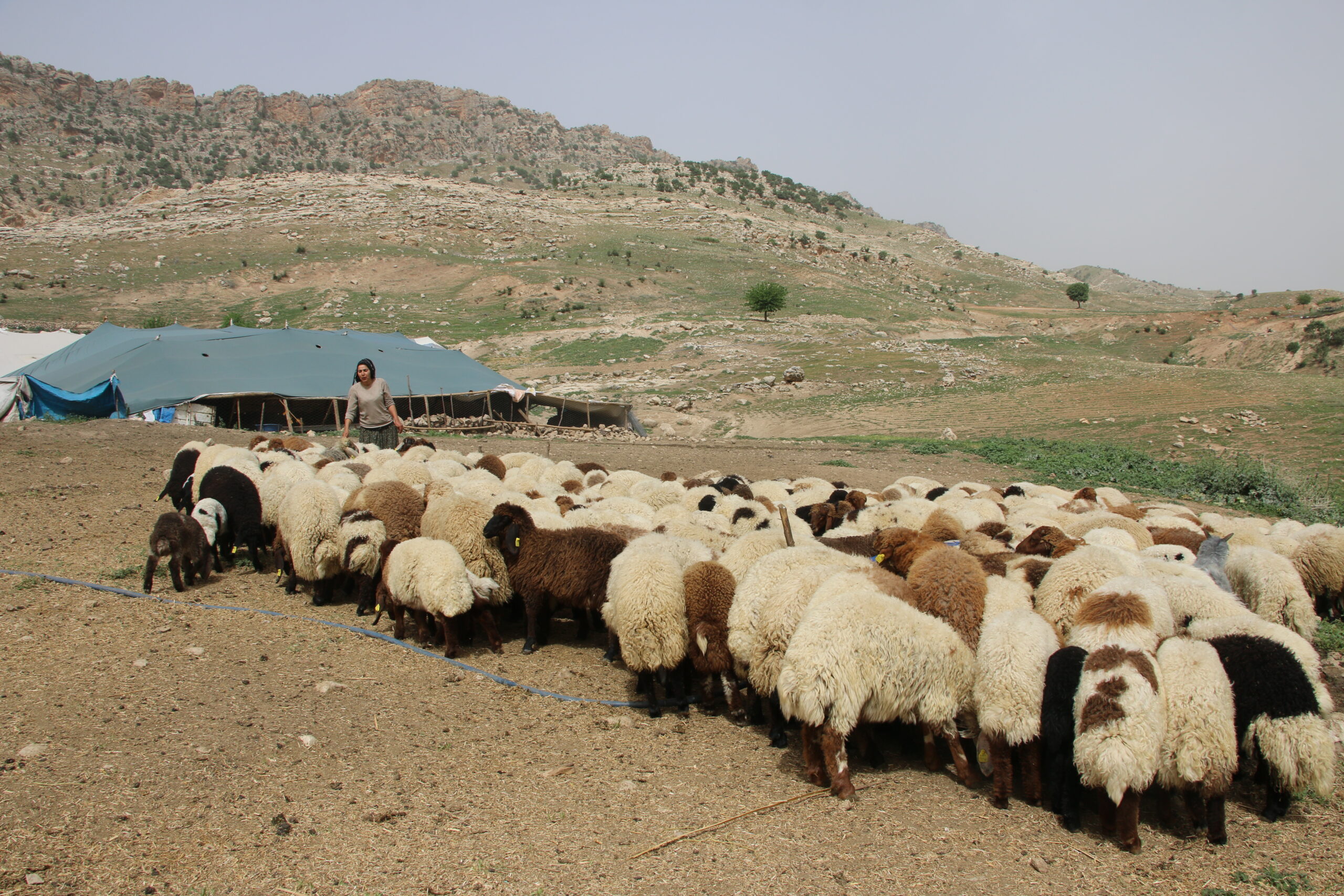 20 roj in koçer tên rawestandin
