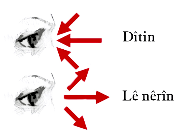 Dîtin û (lê)nêrîn