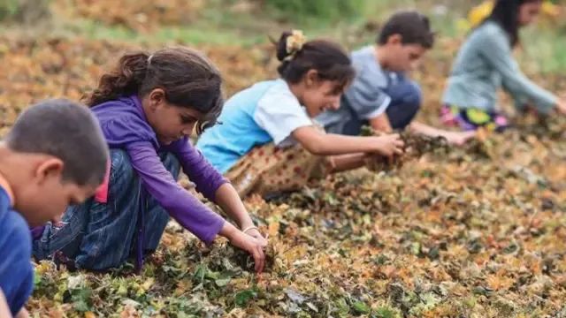 ÎLO: 54 milyon zarok di xeteriyê de ne
